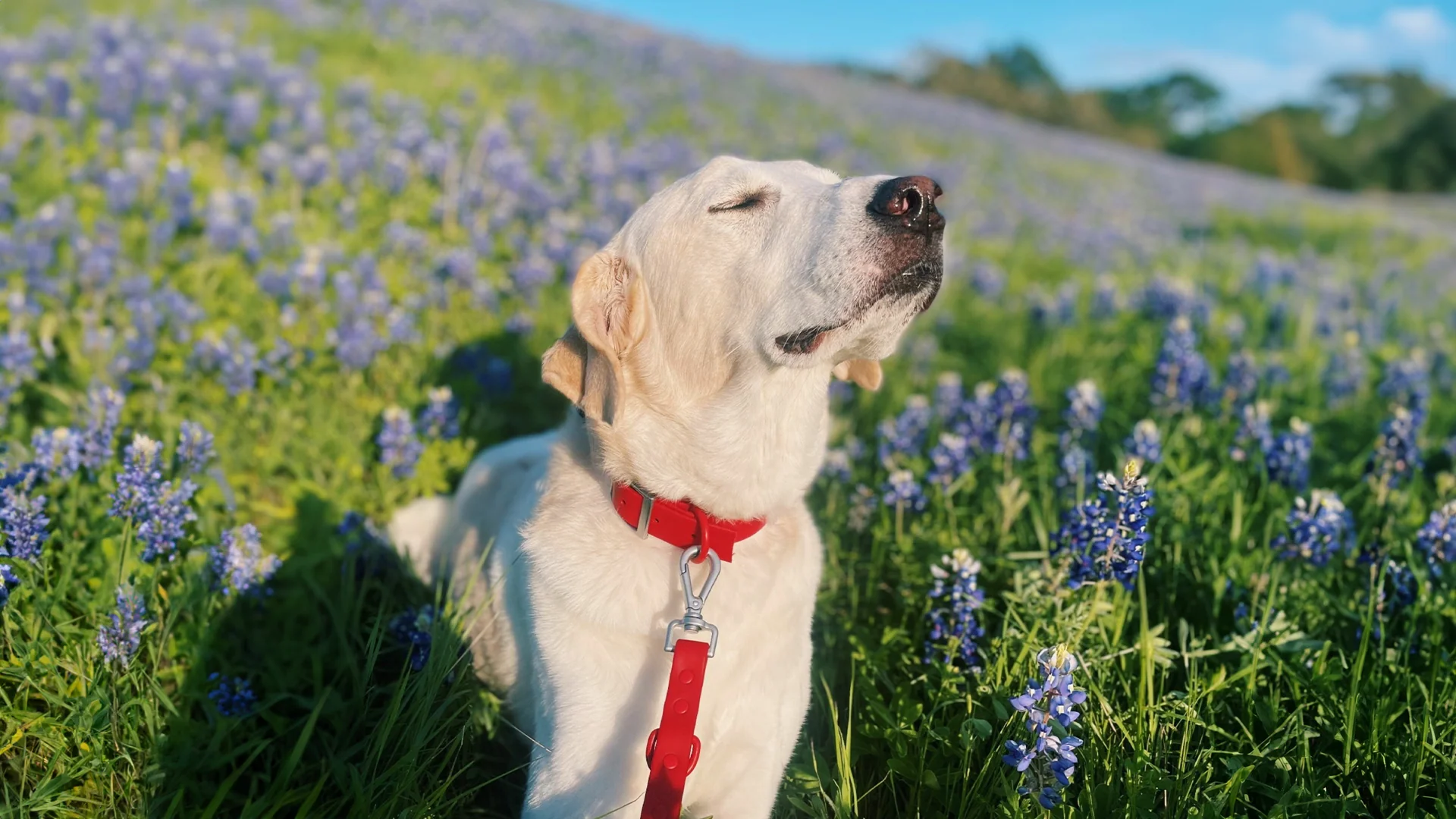 Pure Nutrition for Happy Pets